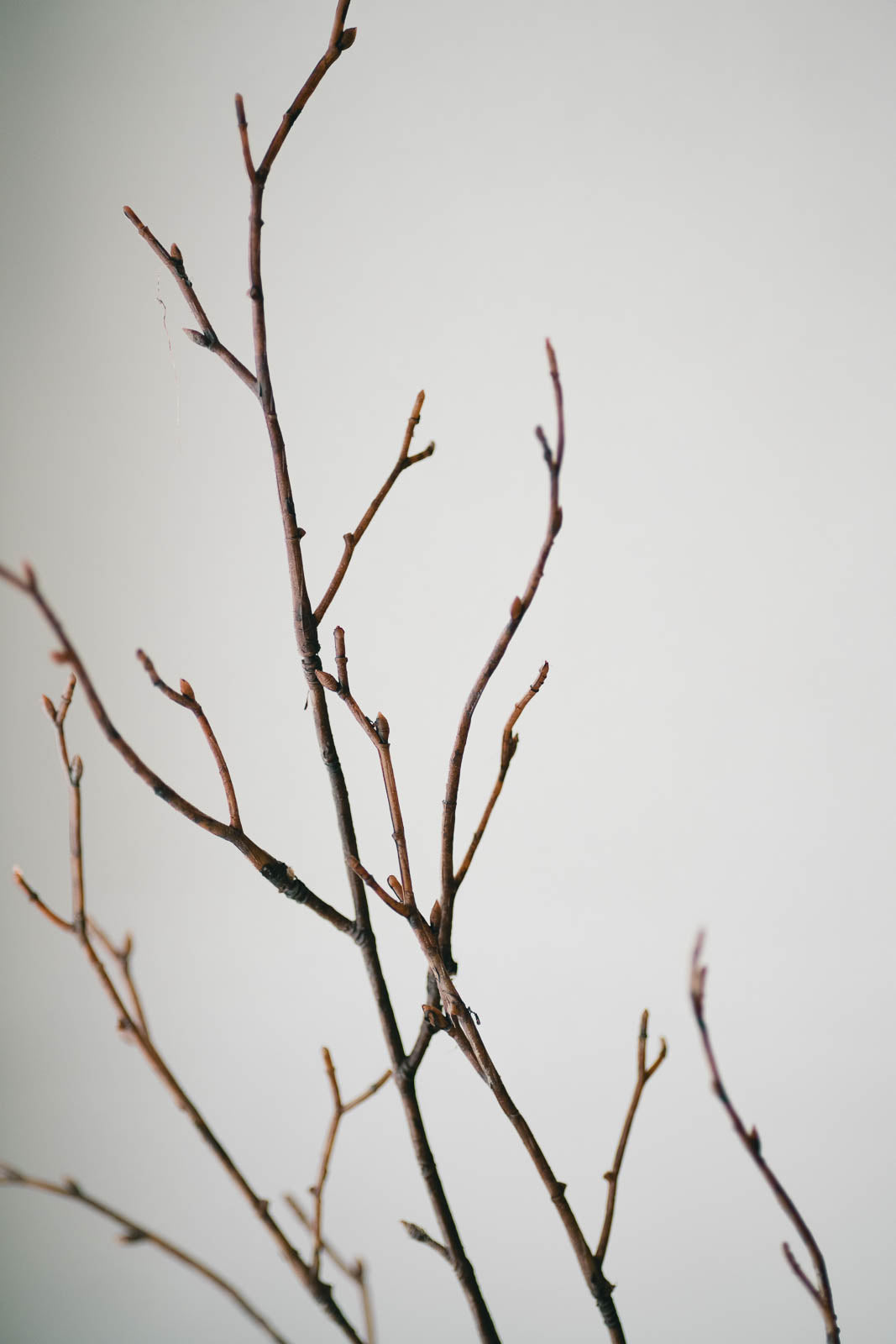 Birch Branches 75cm Natural Set of 3