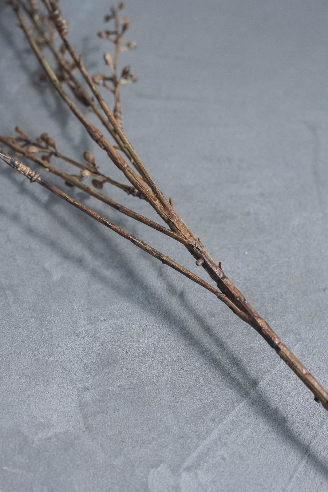 ベリーブランチ 88cm ブラウン
