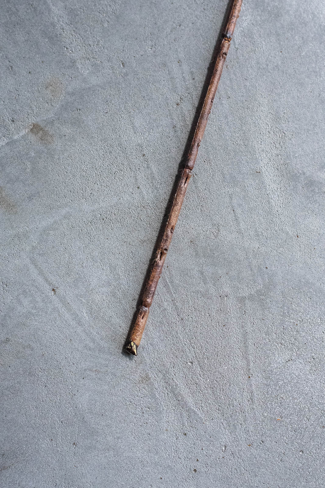 ベリーブランチ 88cm ブラウン