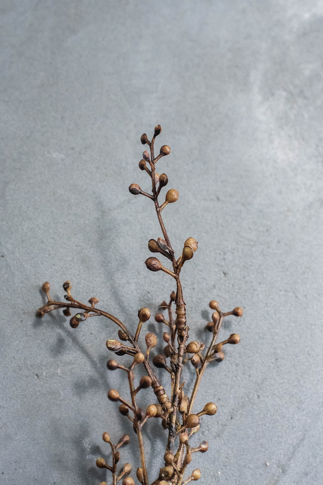 ベリーブランチ 88cm ブラウン
