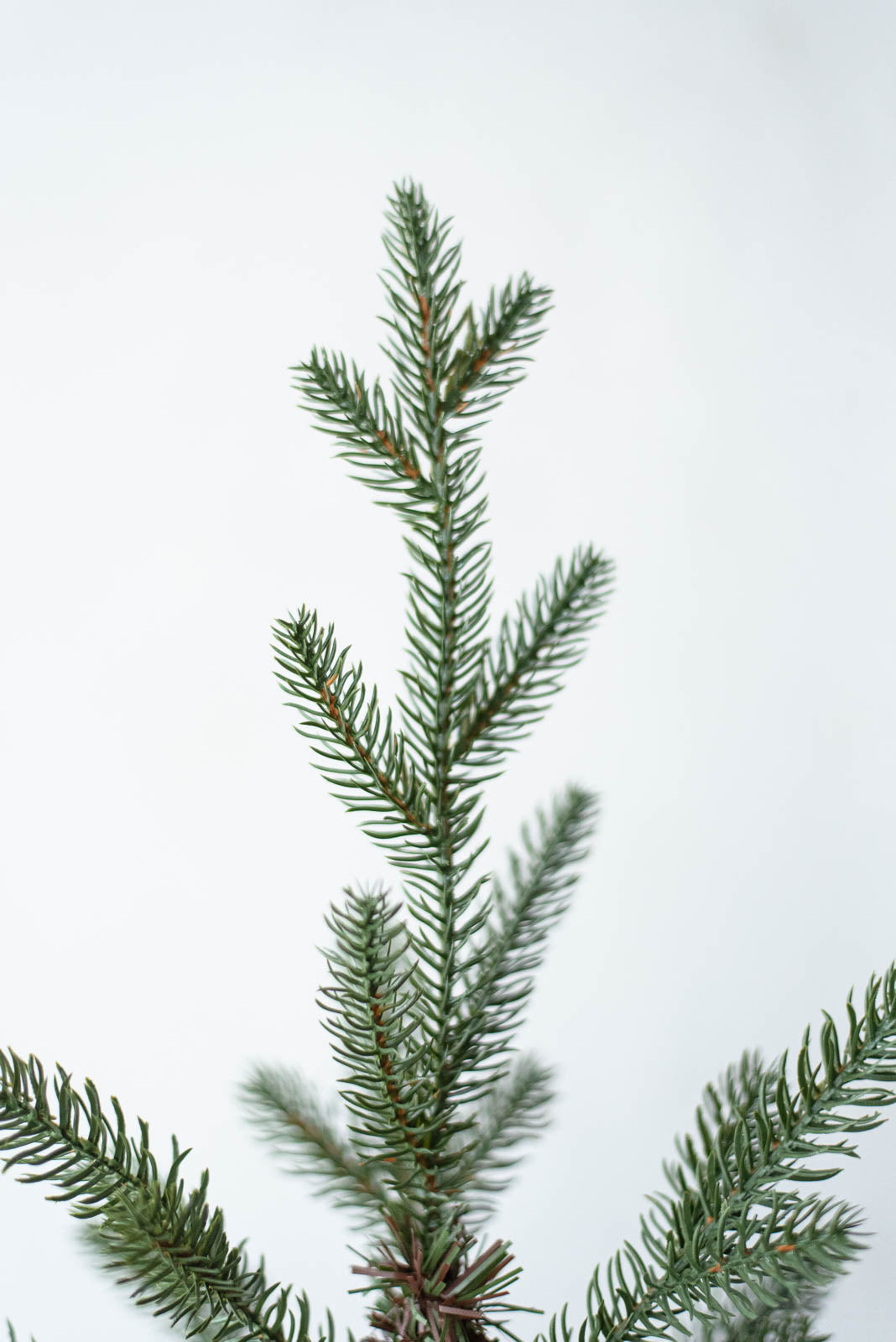 KIVI Tree 180cm | クリスマスツリー