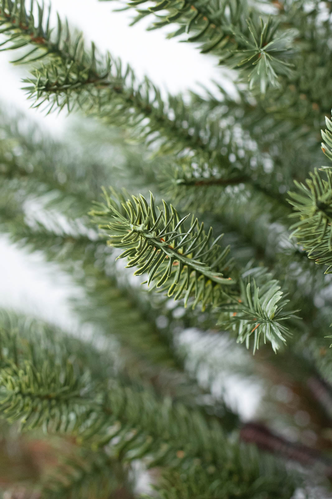 KIVI Tree 180cm | クリスマスツリー