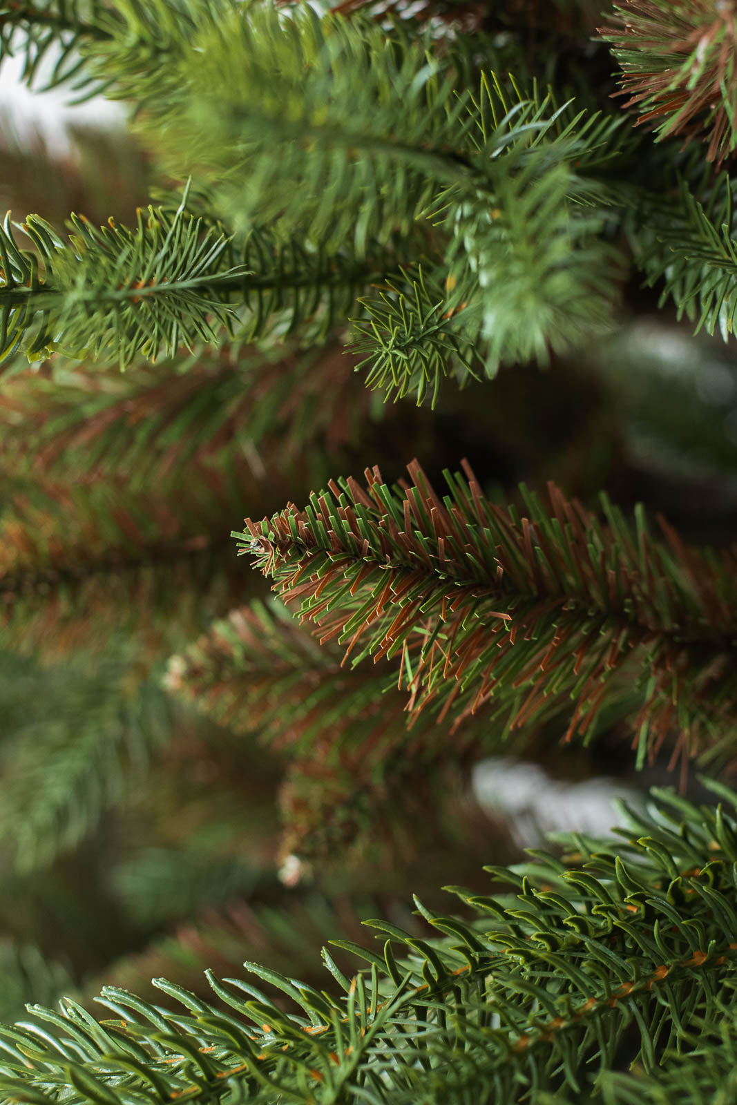 KIVI Tree 180cm | クリスマスツリー