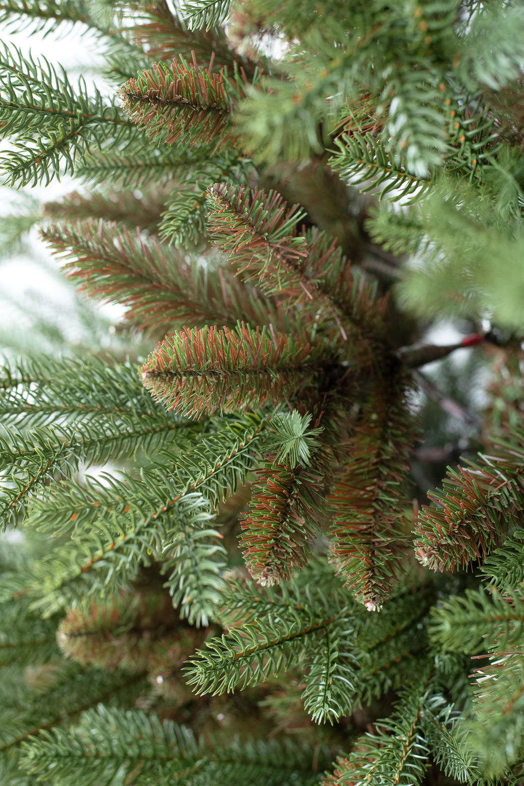 KIVI Tree 180cm | クリスマスツリー