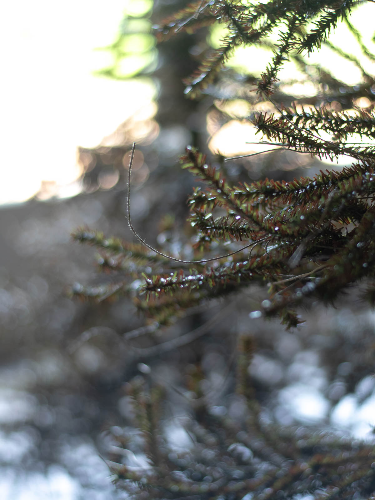 URHO Christmas Tree 170cm