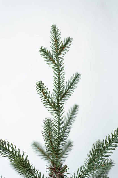 KIVI Tree 180cm | クリスマスツリー